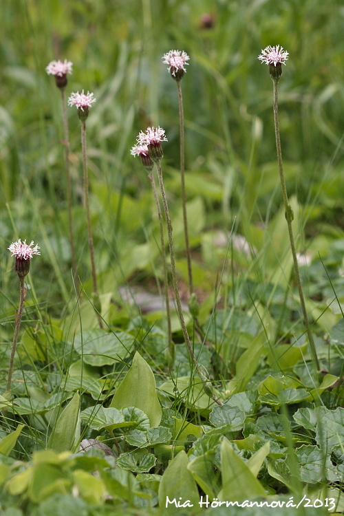 podbelica alpínska Homogyne alpina (L.) Cass.