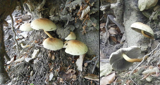 strapcovka zväzkovitá Hypholoma fasciculare (Huds.) P. Kumm.