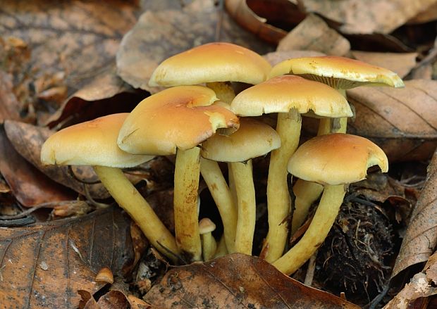 strapcovka zväzkovitá Hypholoma fasciculare (Huds.) P. Kumm.