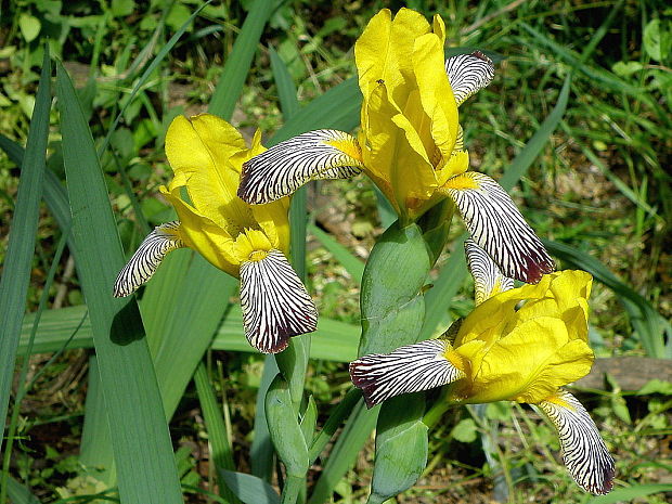 kosatec dvojfarebný Iris variegata L.