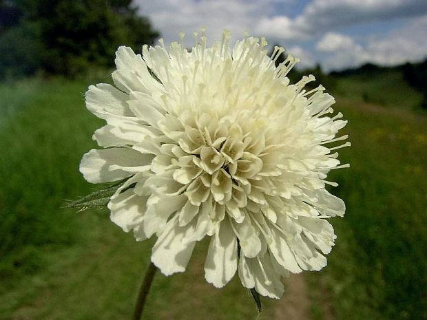 chrastavec kitaibelov Knautia kitaibelii (Schult.) Borbás