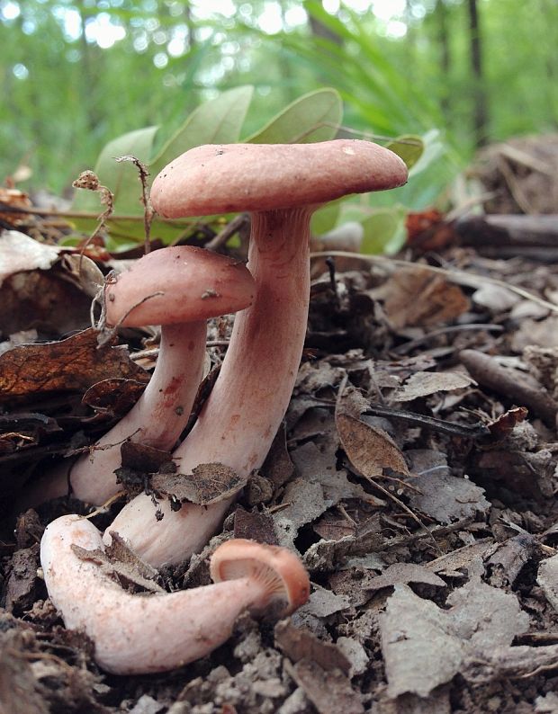 rýdzik klamný Lactarius decipiens Quél.