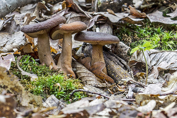 rýdzik Lactarius sp.