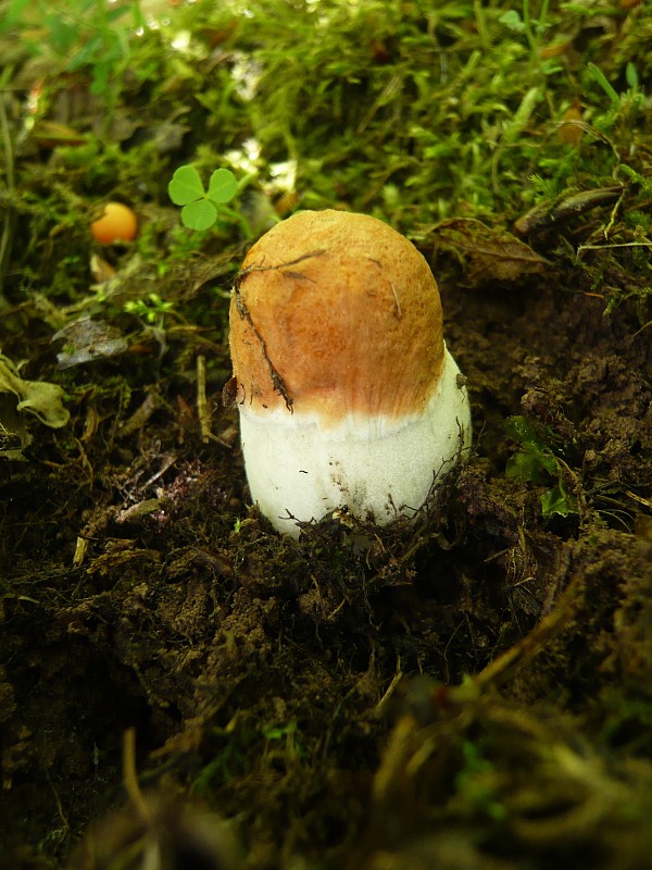 kozák osikový Leccinum albostipitatum den Bakker & Noordel.