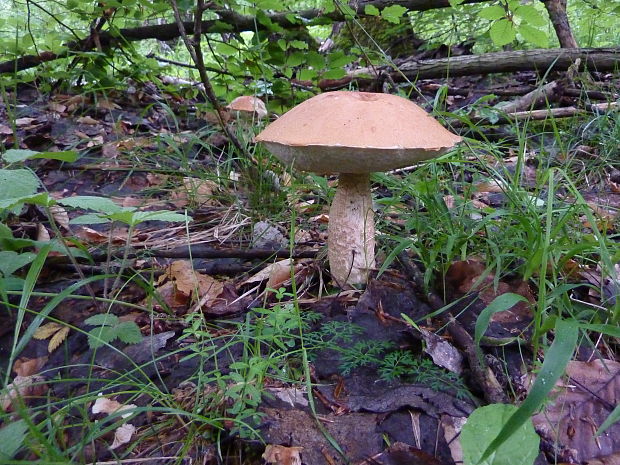 kozák osikový Leccinum albostipitatum den Bakker & Noordel.