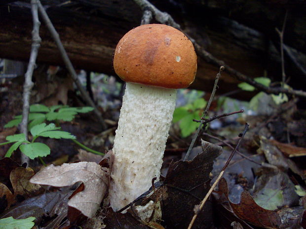 kozák osikový Leccinum albostipitatum den Bakker & Noordel.