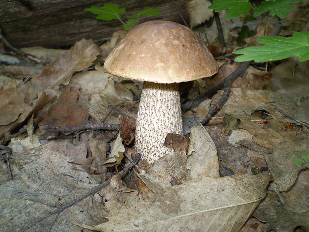 kozák brezový Leccinum scabrum (Bull.) Gray