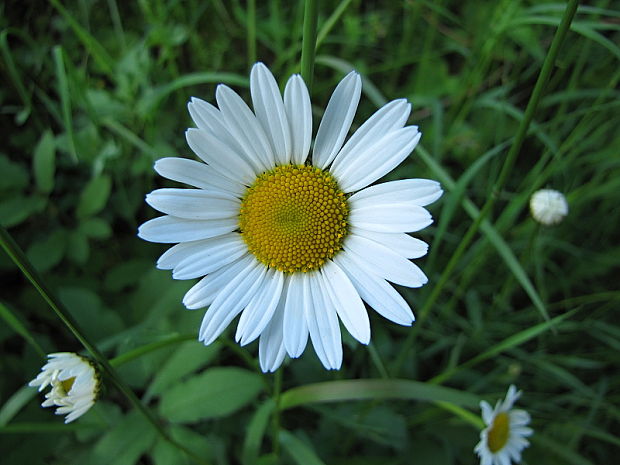 margaréta biela ... Leucanthemum vulgare  Lam.