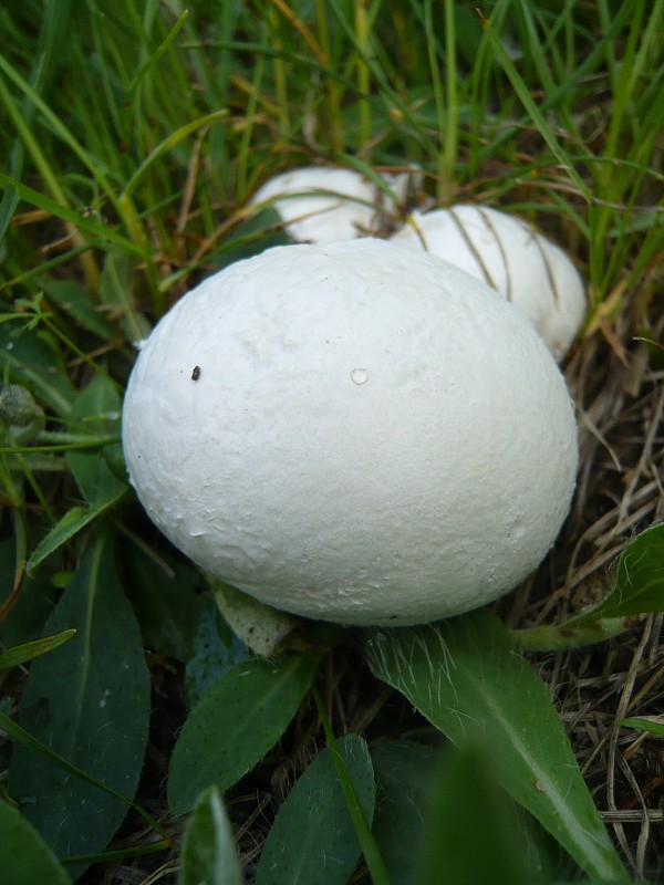 rozpadavec dlabaný Lycoperdon utriforme Bull.