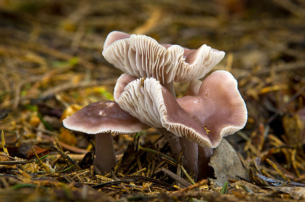 prilbička reďkovková Mycena pura (Pers.) P. Kumm.