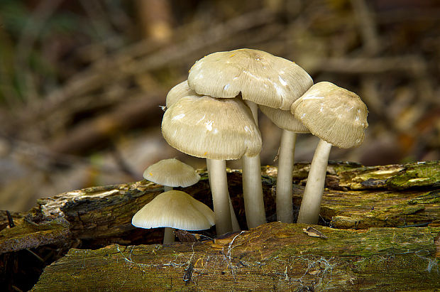 prilbička Mycena sp.