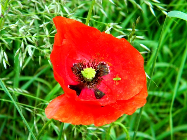 vlk mačí Papaver rhoeas L.