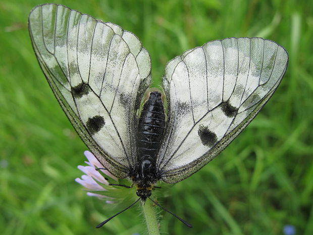 jason chochlackovy Parnassius mnemosyne