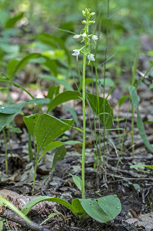 vemenník dvojlistý Platanthera bifolia (L.) Rich.