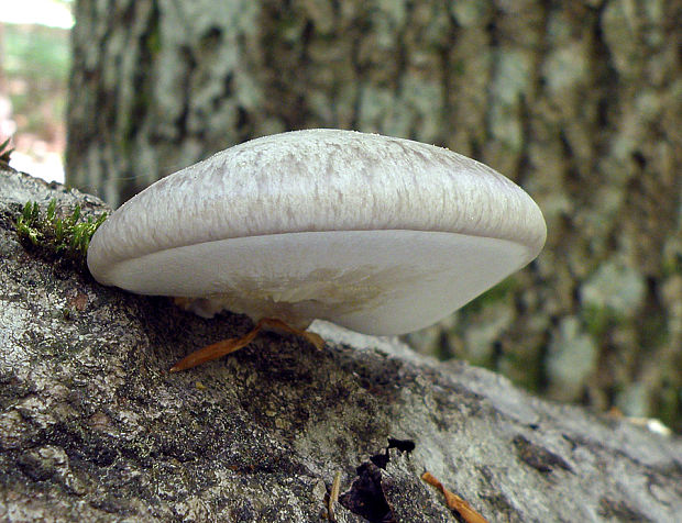 hliva závojová Pleurotus calyptratus (Lindblad ex Fr.) Sacc.