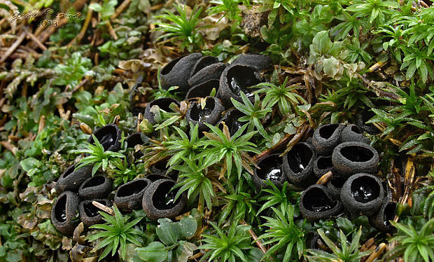 misôčka černastá Pseudoplectania nigrella (Pers.) Fuckel