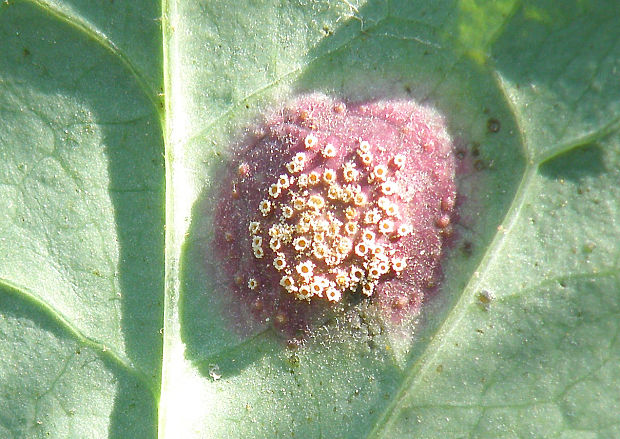 hrdza Puccinia maculosa Schwein.