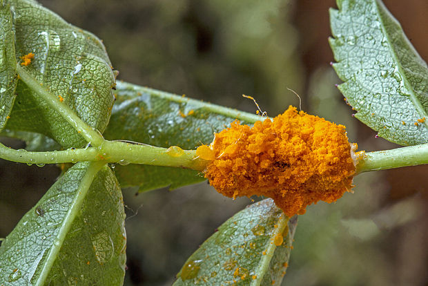 hrdza Puccinia sp.