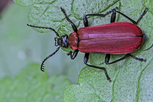 červenáčik ohnivý Pyrochroa coccinea