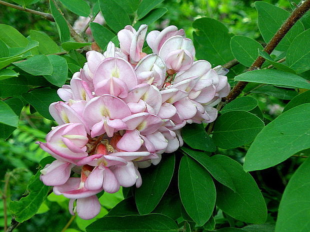 agát lepkavý Robinia viscosa Vent.