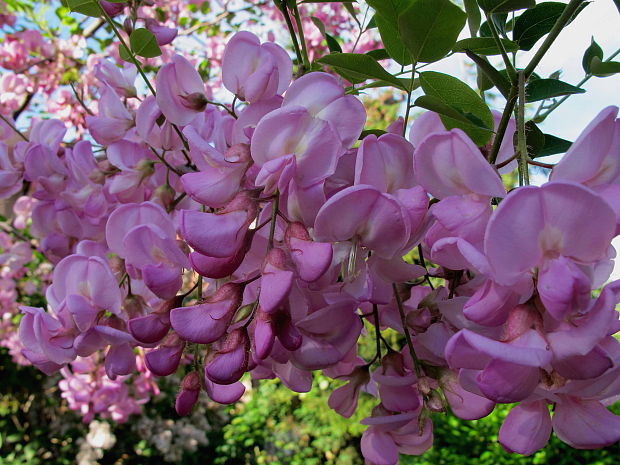 agát lepkavý Robinia viscosa Vent.