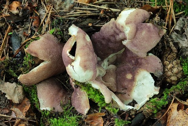 tulipánovka fialová Sarcosphaera coronaria (Jacq.) J. Schröt.