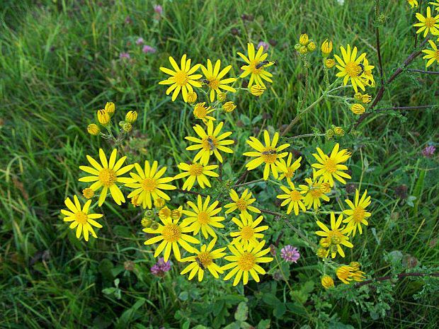 starček jakubov Senecio jacobaea L.