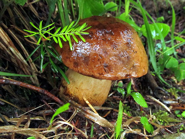 hríb zrnitohlúbikový Sutorius luridiformis (Rostk.) G. Wu & Zhu L. Yang