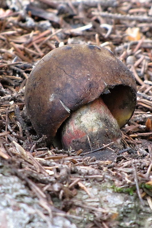 hríb zrnitohlúbikový Sutorius luridiformis (Rostk.) G. Wu & Zhu L. Yang