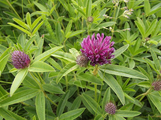 ďatelina alpská Trifolium alpestre L.