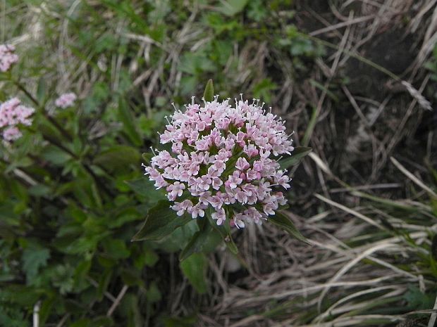 valeriána trojená Valeriana tripteris L.