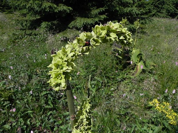 kýchavica biela lobelova Veratrum album subsp. lobelianum (Bernh.) Arcang.