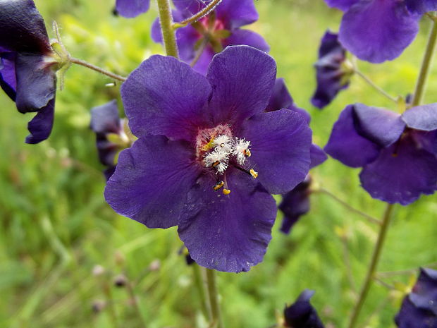 divozel tmavočervený Verbascum phoeniceum L.