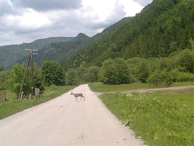 srnka na vychádzke