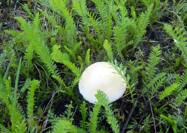 poľnička Agrocybe sp.