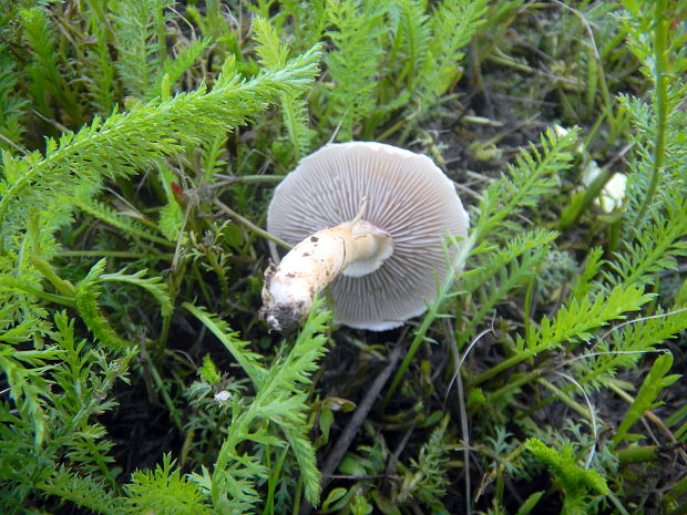 poľnička Agrocybe sp.