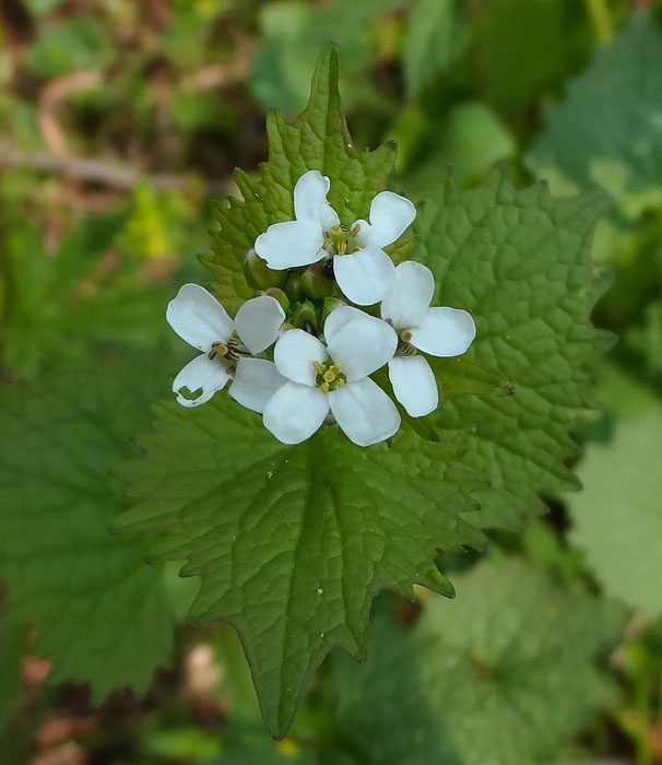 cesnačka lekárska Alliaria petiolata (M. Bieb.) Cavara et Grande