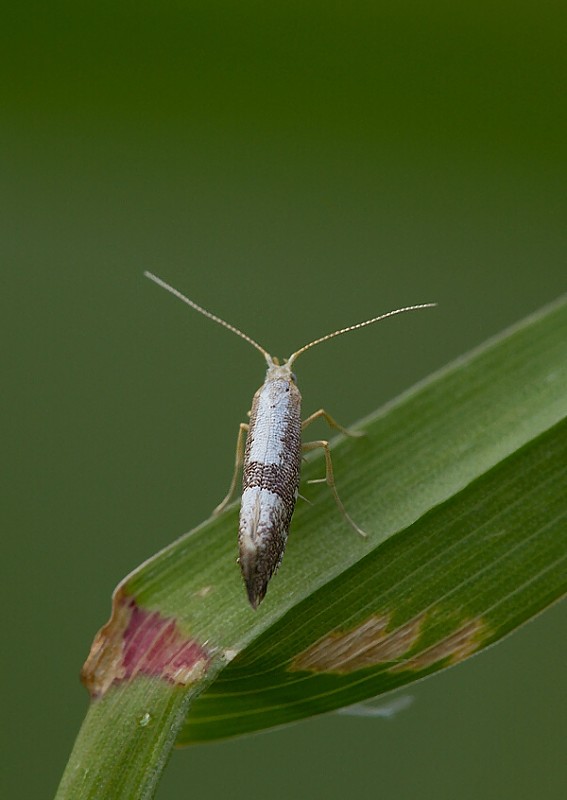 priadzovček krovinový Argyresthia spinosella