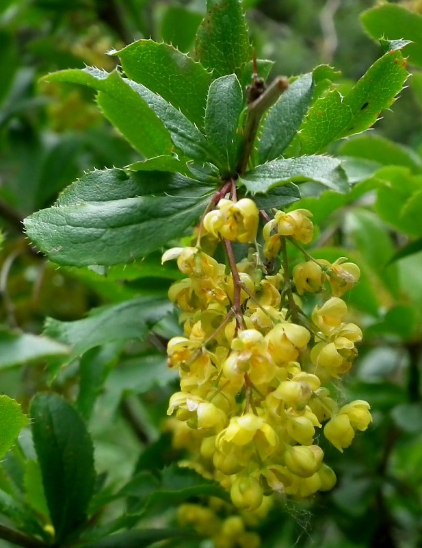 dráč obyčajný Berberis vulgaris L.