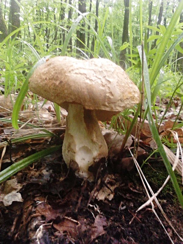 hríb dubový Boletus reticulatus Schaeff.