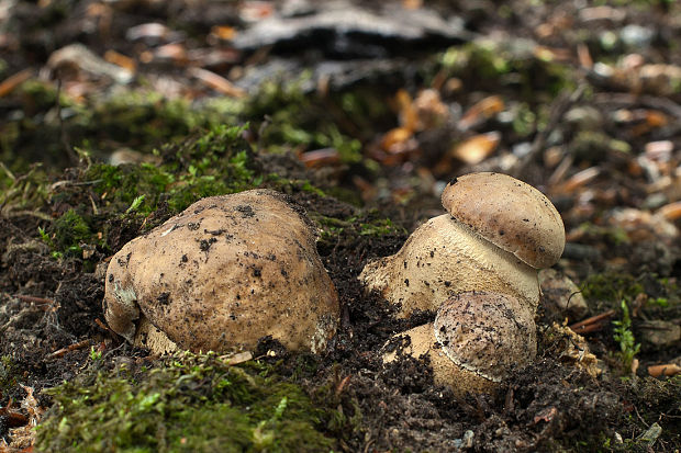 hríb dubový Boletus reticulatus Schaeff.