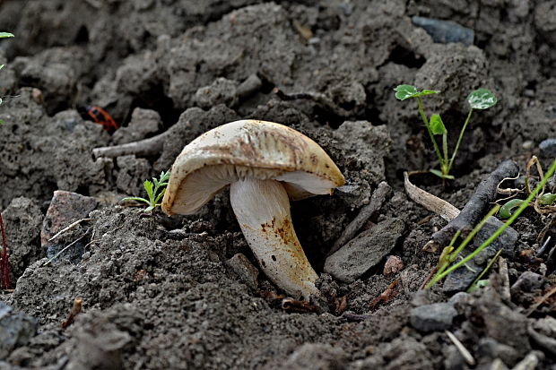 bedľovník orosený Chamaemyces fracidus (Fr.) Donk