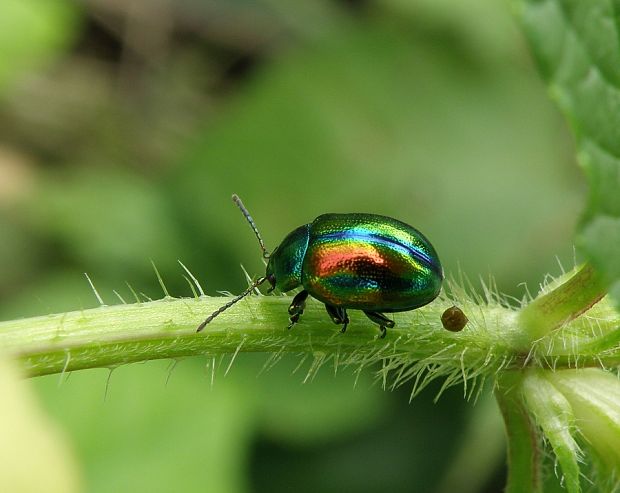 liskavka dúhová / mandelinka nádherná Chrysolina fastuosa Scopoli, 1763