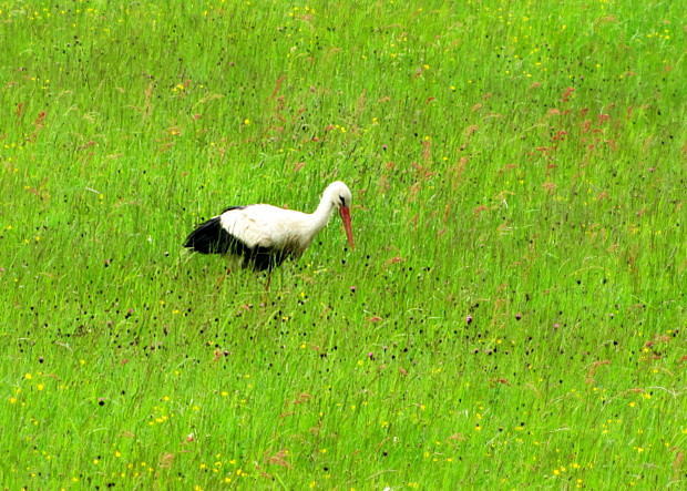 bocian Ciconia ciconia