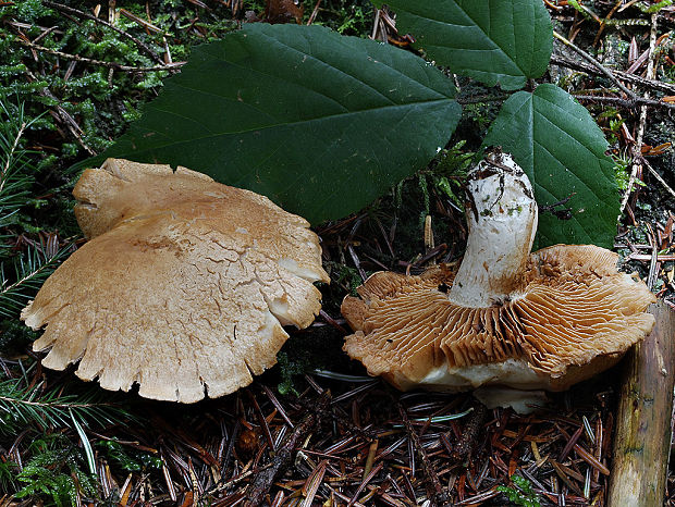 pavučinovec tučný Cortinarius crassus Fr.