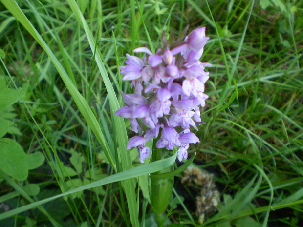 vstavačovec májový pravý Dactylorhiza majalis subsp. majalis  (Reincherb.) Hunt & Summerh.