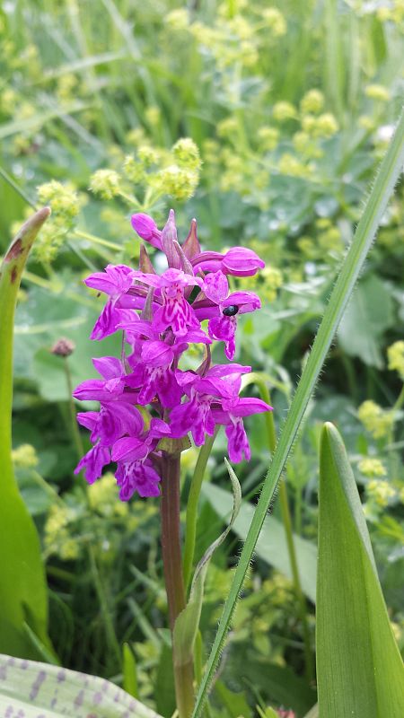 vstavačovec májový pravý Dactylorhiza majalis subsp. majalis (Reincherb.) Hunt & Summerh.