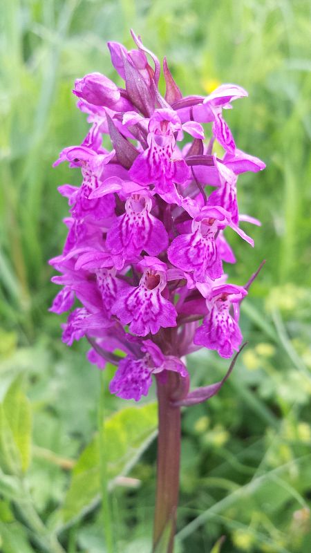 vstavačovec májový pravý Dactylorhiza majalis subsp. majalis (Reincherb.) Hunt & Summerh.