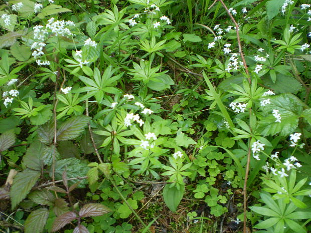 lipkavec marinkový Galium odoratum (L.) Scop.