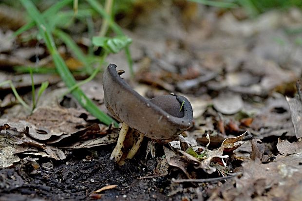 chriapač tmavý Helvella solitaria P. Karst.